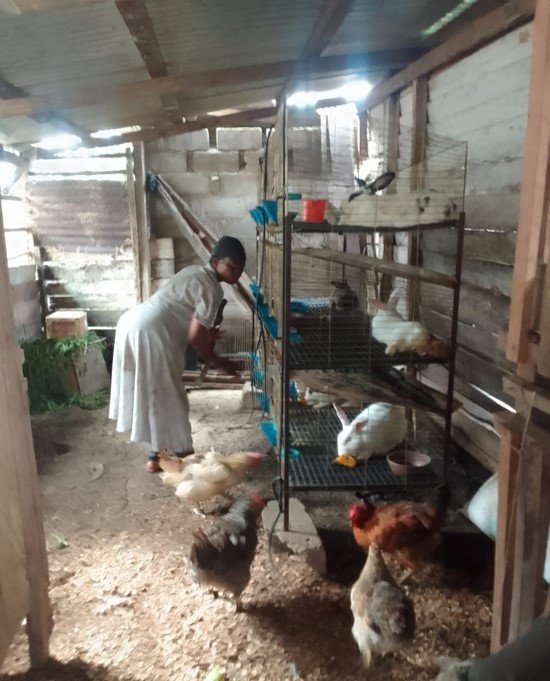 Rabbit and chicken